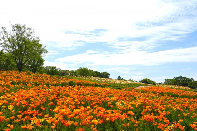 poppy_california_260422_02