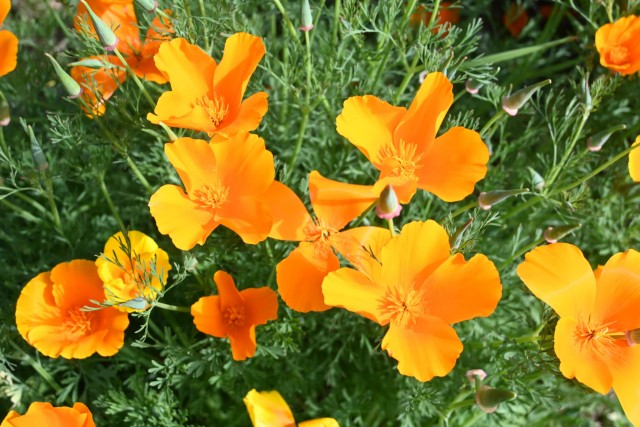 poppy_california_260422_03