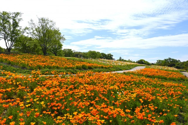 poppy_california_260422_04