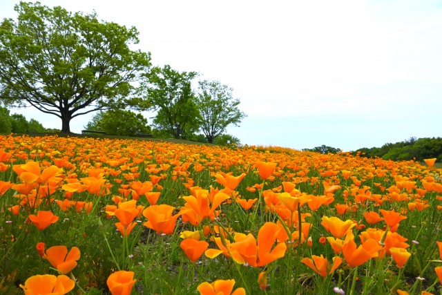 poppy_california_260429_01