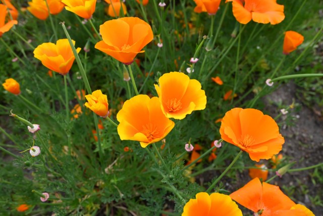 poppy_california_260429_02