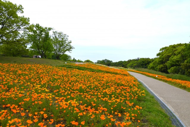 poppy_california_260429_03
