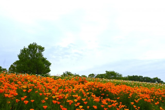 poppy_california_260429_04