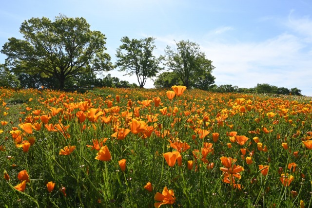 poppy_california_260505_01