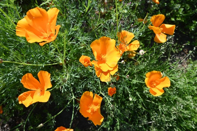 poppy_california_260505_02