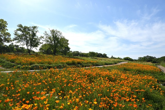 poppy_california_260505_03