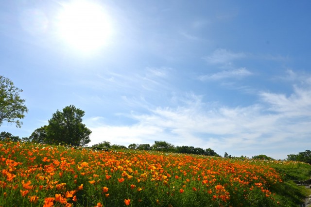 poppy_california_260505_04