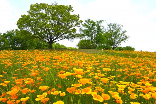 poppy_california_260513_01