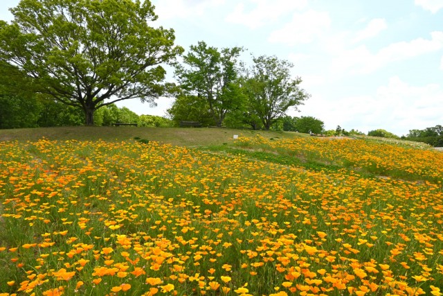 poppy_california_260513_02