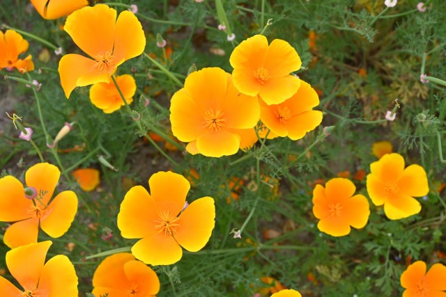 poppy_california_260513_03