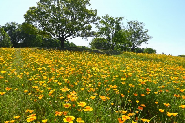 poppy_california_260520_01
