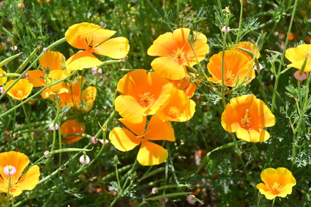 poppy_california_260520_02