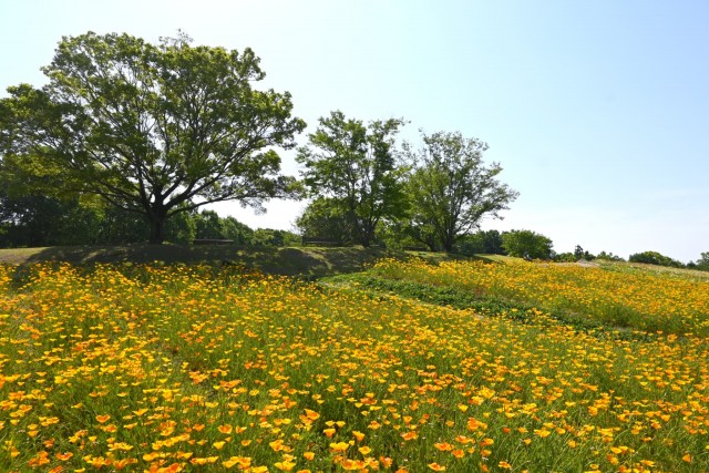 poppy_california_260520_03