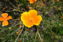 poppy_carlifornia_230517_02