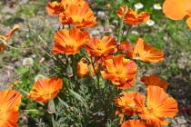 poppy_carlifornia_230517_03