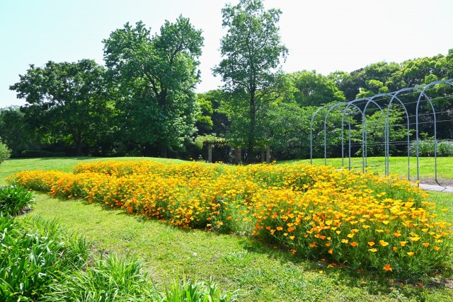 poppy_hanahakkei_250513_01