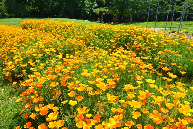 poppy_hanahakkei_250513_02