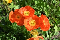 poppy_iceland_220405_01