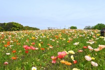 poppy_iceland_230420_02