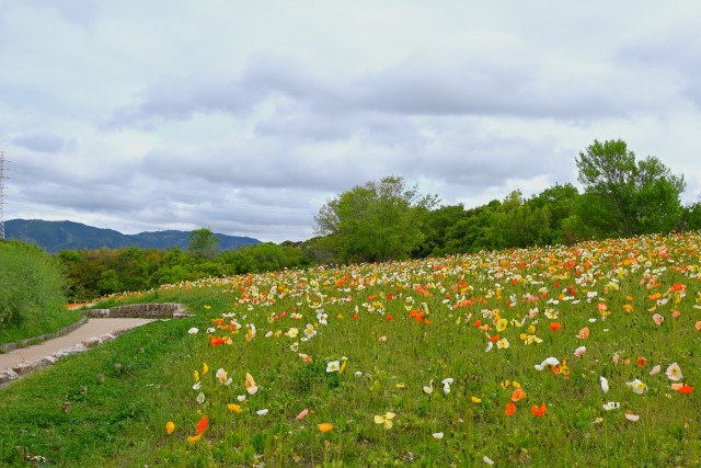 poppy_iceland_240422_01