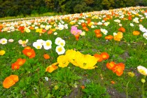 poppy_iceland_250417_02