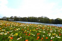 poppy_iceland_250417_03