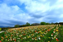 poppy_iceland_250417_04