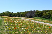poppy_iceland_250421_03