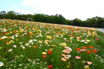 poppy_iceland_250424_02