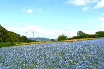 poppy_iceland_250424_03