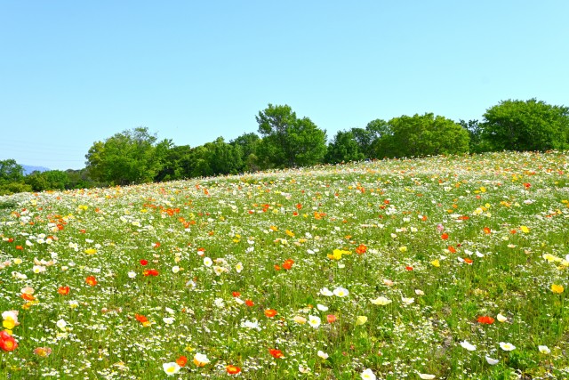 poppy_iceland_250501_01
