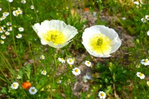 poppy_iceland_250501_02
