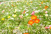 poppy_iceland_250501_03