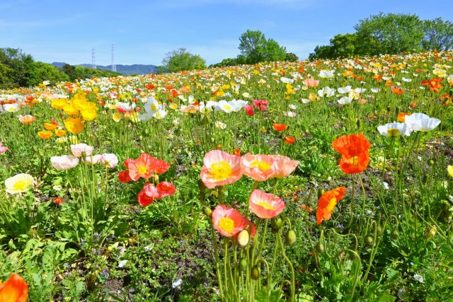 poppy_iceland_260422_01