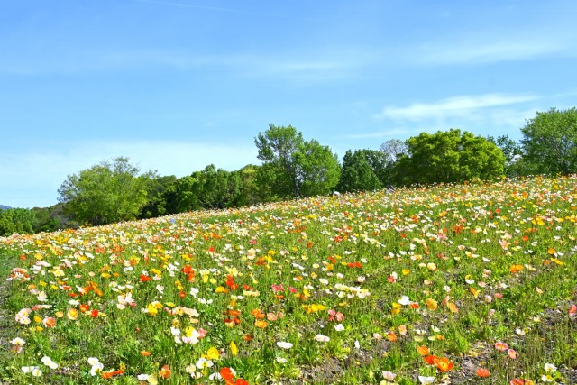 poppy_iceland_260422_02