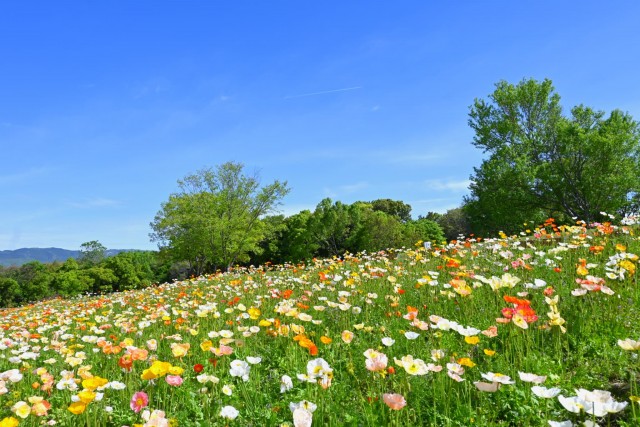 poppy_iceland_260422_03