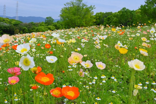 poppy_iceland_260429_01