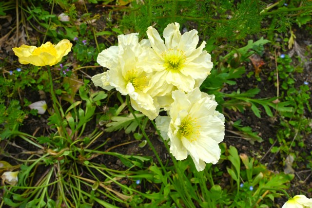 poppy_iceland_260429_02