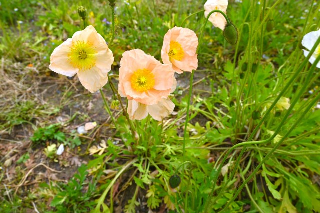 poppy_iceland_260429_03