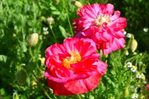 poppy_sharlay_230511_02