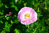 poppy_sharlay_230511_03