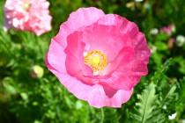 poppy_sharlay_230511_04