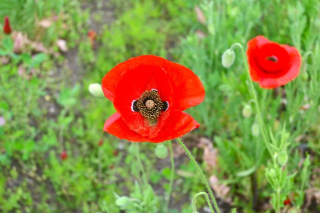 poppy_shirley_260429_01