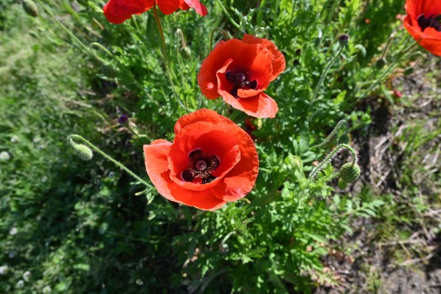 poppy_shirley_260505_04