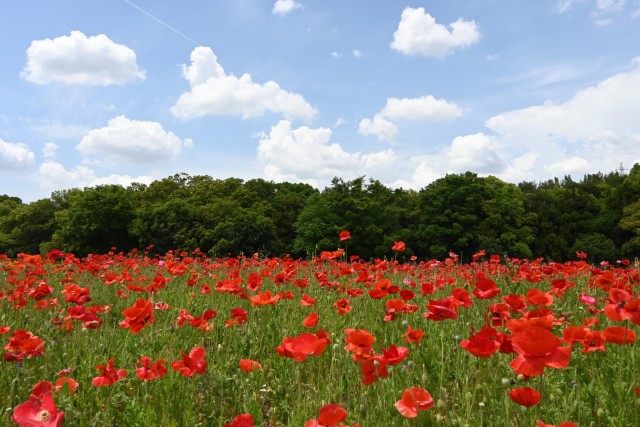 poppy_shirley_260513_01