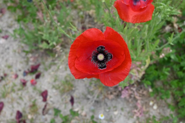 poppy_shirley_260513_03