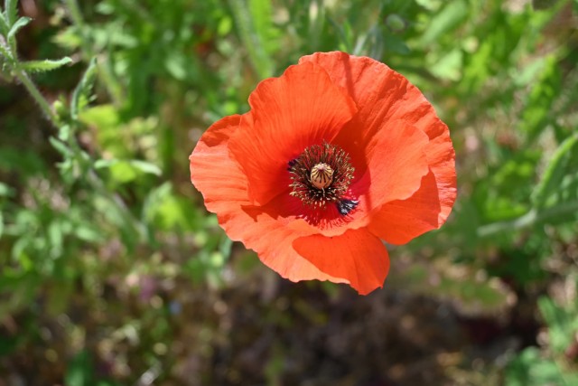 poppy_shirley_260520_03
