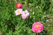 poppy_syare_220502_02