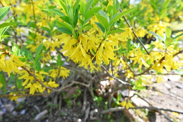 rengyo_230329_02