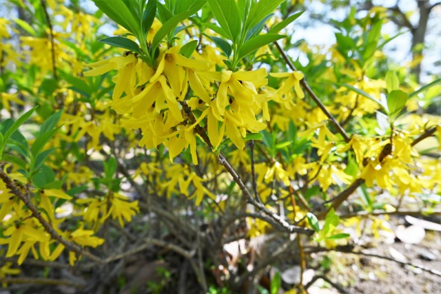rengyo_230329_03